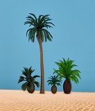 1 Kokospalme 13 cm, 2 Palmfarne 3 + 4 cm, 1 niedrige Kokospalme 5 cm