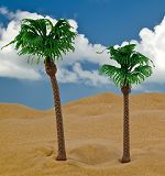 2 kanarische Palmen 10 cm + 12,5 cm