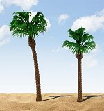 2 kanarische Palmen 10 cm + 12,5 cm
