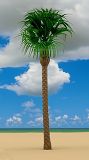 Große kanarische Palme 19 cm