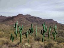 Cactus-Set 2, 12 Saguaro zum Bemalen H ca.1-6 cm, 3D-Druck-Set