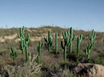 Cactus-Set 2, 12 Saguaro zum Bemalen H ca.1-6 cm, 3D-Druck-Set