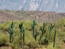 Cactus-Set 1, 12 Saguaro zum Bemalen H ca. 0,5 – 4 cm, 3D-Druck-Set