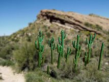 Cactus-Set 1, 12 Saguaro zum Bemalen H ca. 0,5 – 4 cm, 3D-Druck-Set Cactus-Set 1, 12 Saguaro zum Bemalen H ca. 0,5 – 4 cm, 3D-Druck-Set